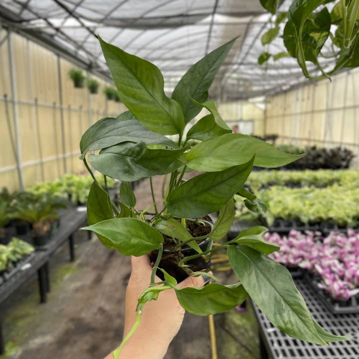 Thorsen's Greenhouse - Wholesale Live Plant - Baltic Blue Pothos - 4" Live Plant1