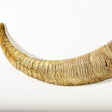 QT Dog, LLC - Wholesale Pet Chew Toy - Dog - Gobi Goat Horn3