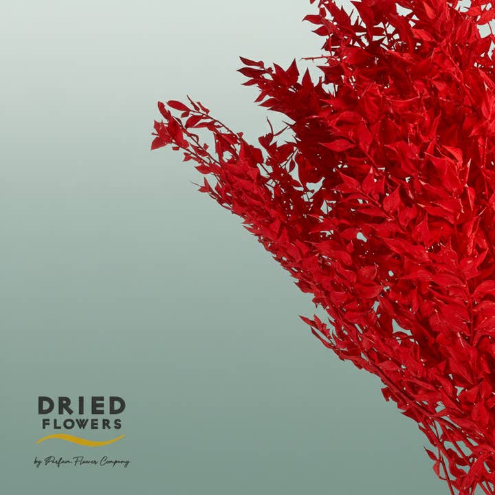 Dried Bleached Ruscus Red for wholesale by All Occasions Wholesale