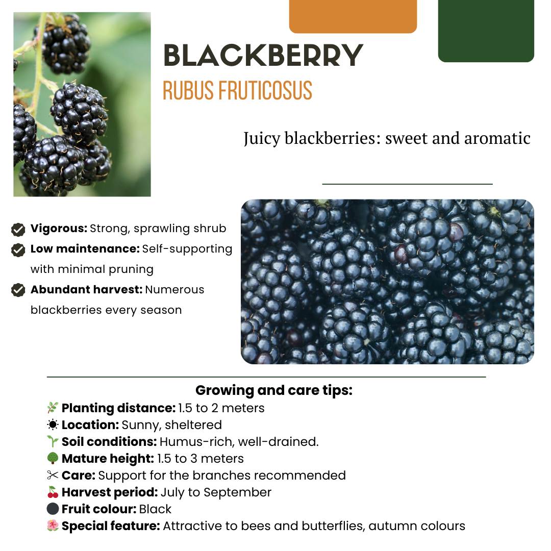 Oasis of Life - Wholesale Live Plant - Organic Blackberry Rubus fruticosus – Biological Blackberry Bushes – Ø13cm – ↨20cm – 3 Plants – Frost Resistant & High Yielding – For Garden, Terrace & Balcony2