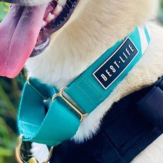 Real Teal - Martingale Collar for wholesale by Best Life Leashes