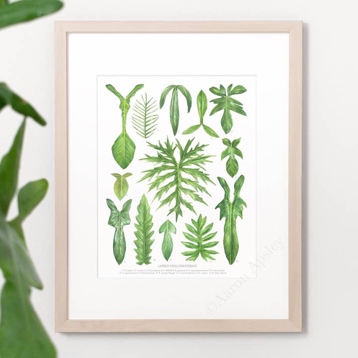 Lobed Philodendron Species Print for wholesale by Aaron Apsley Artwork