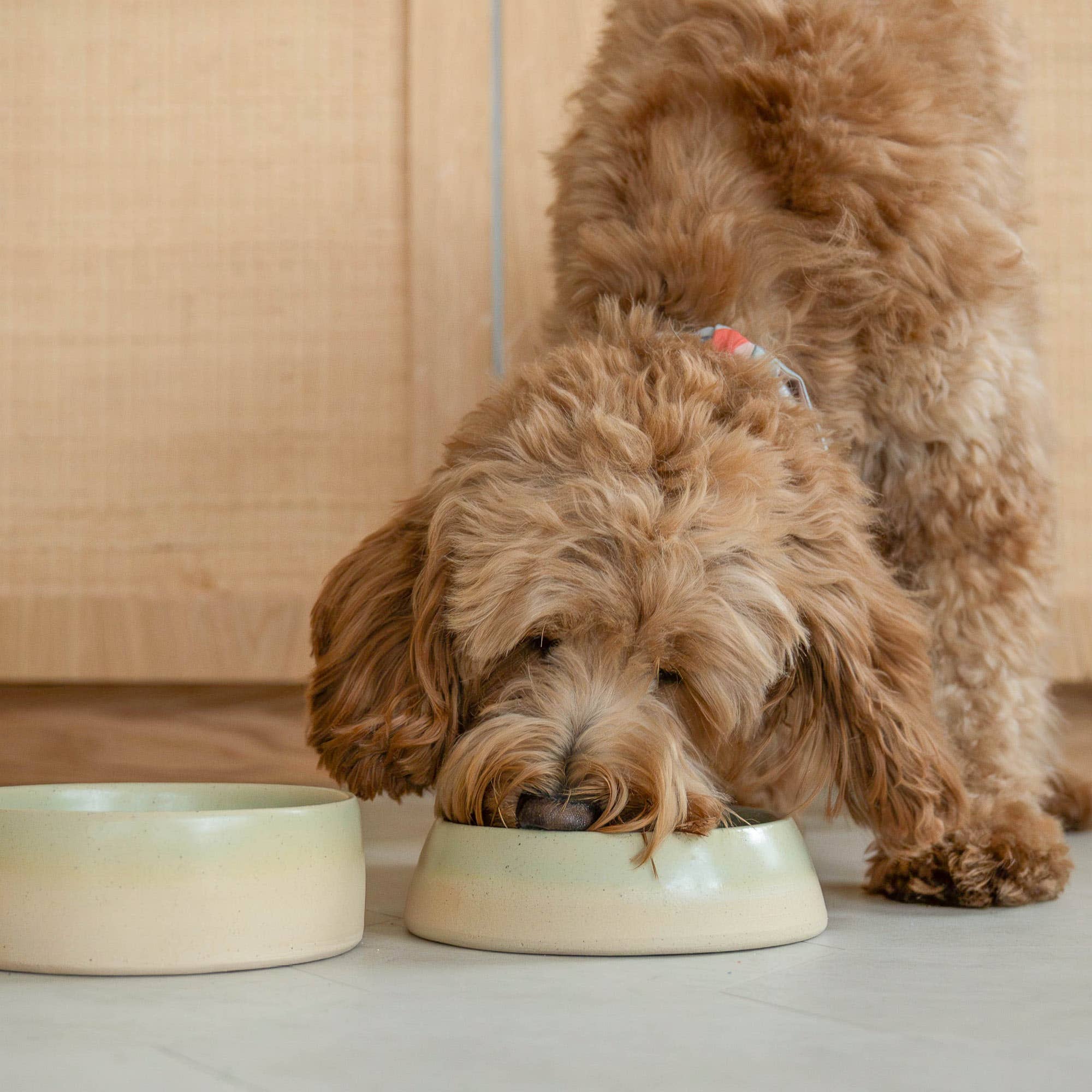 Emerald Slow Feeder Dogs for wholesale on Faire4