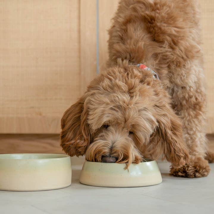 Emerald Slow Feeder Dogs for wholesale on Faire1