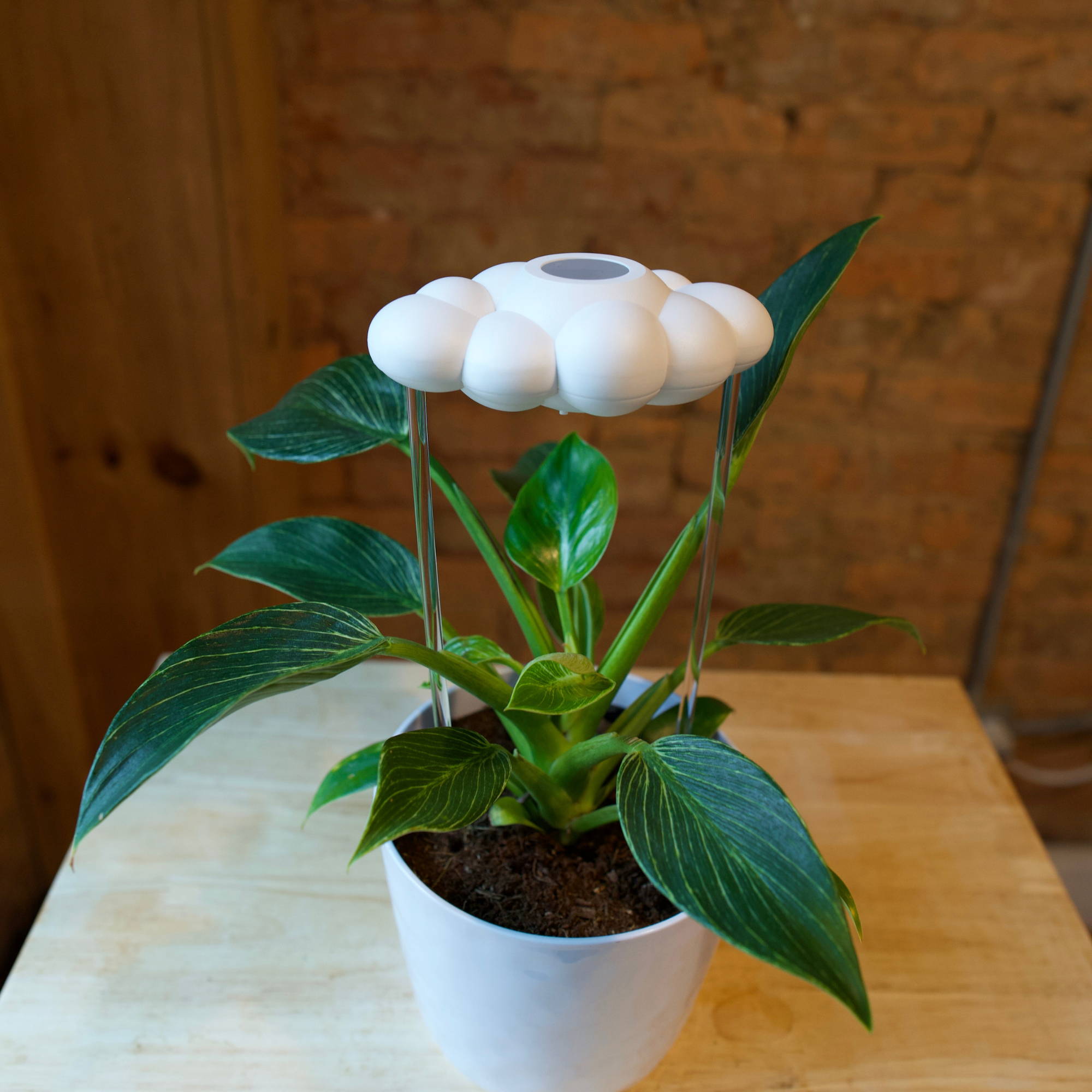 The Cloud Makers - Wholesale Watering Can - Original Dripping Rain Cloud8