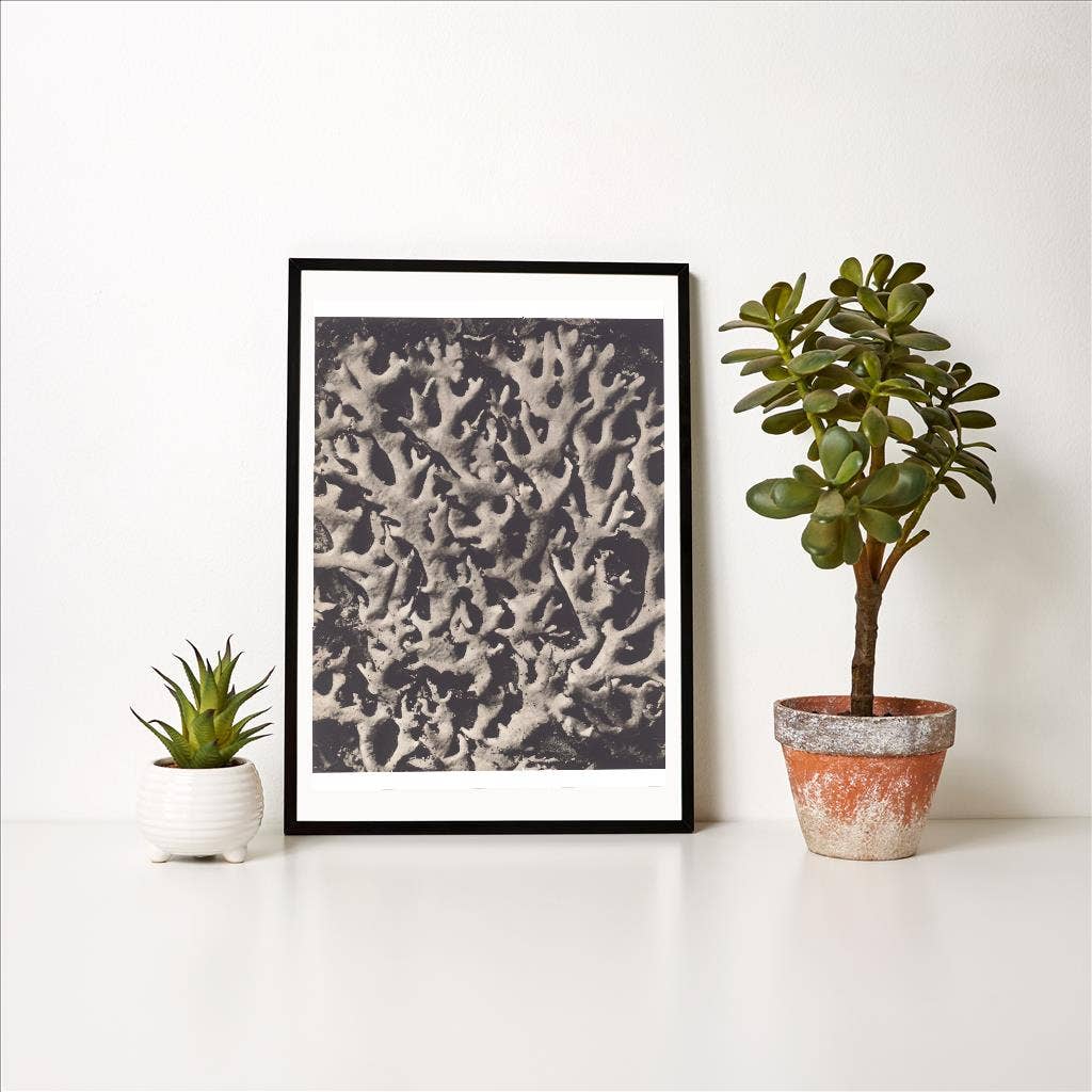 Found Image Press - Wholesale Art Print - Art Print PL-30 Parmelia Lichen1