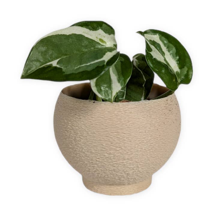 Leafprints.3d - Wholesale Plant Pot - The Petal – 2 Inch Cover Pot (No Drainage)13