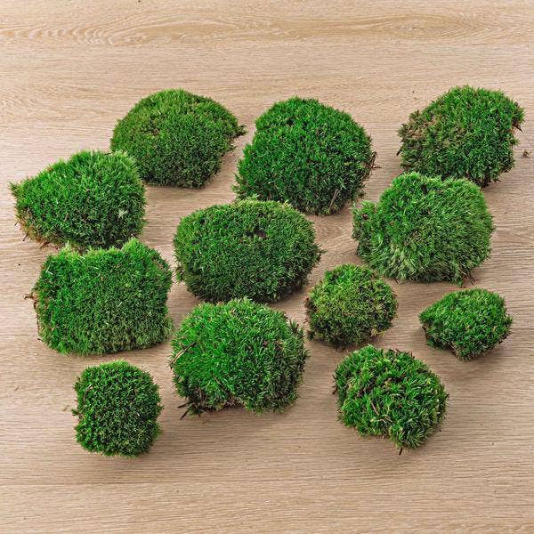 Oasis of Life - Wholesale Live Plant - Living Cushion Moss – Premium Fresh Moss – 12 Pieces – Sustainable, Low-Maintenance Moss for DIY, Terrariums & Decoration0