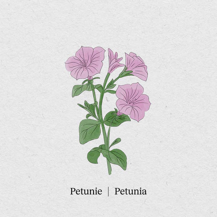 petunia for wholesale by BerlinGreen