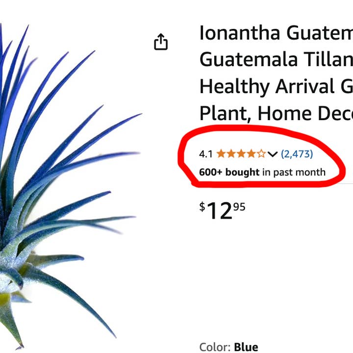 AURA 8 Art Boutique - Wholesale Live Plant - Ionantha Guatemala Tillandsia Air Plant Blue, Live Airplant
