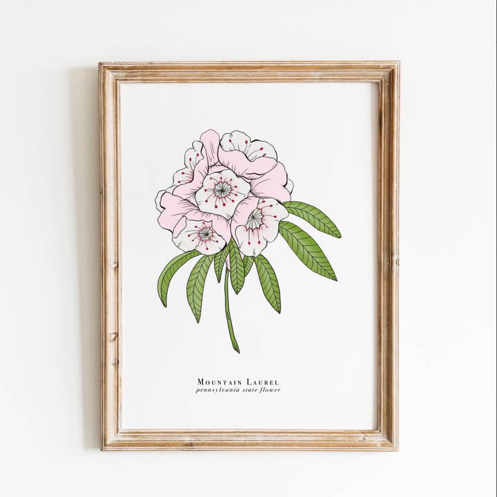 Pennsylvania State Flower Print | Mountain Laurel Print for wholesale by Erika Layne Art