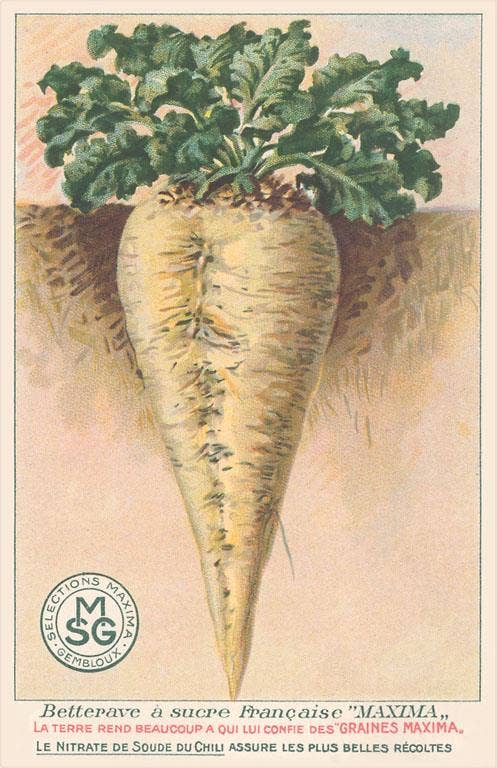 Found Image Press - Wholesale Stationery/Notecard Set - Greeting Card GD-166 French Sugar Beet Seed Packet0