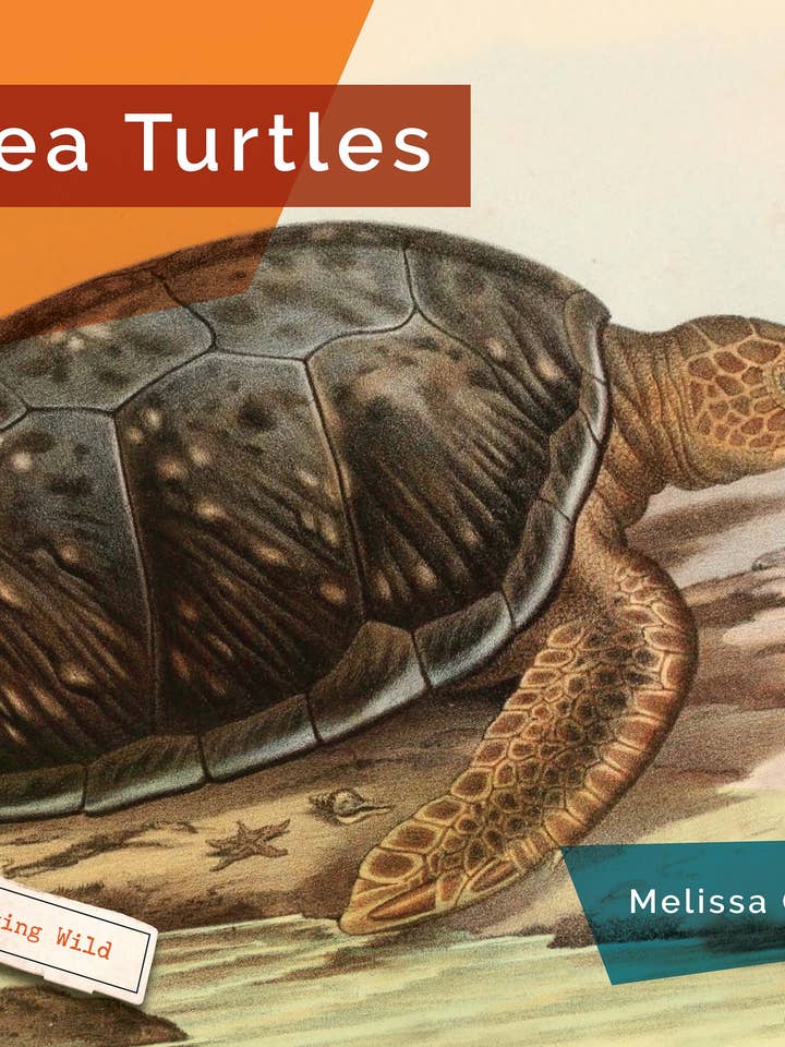 Havskildpadder for engroshandel hos The Creative Company