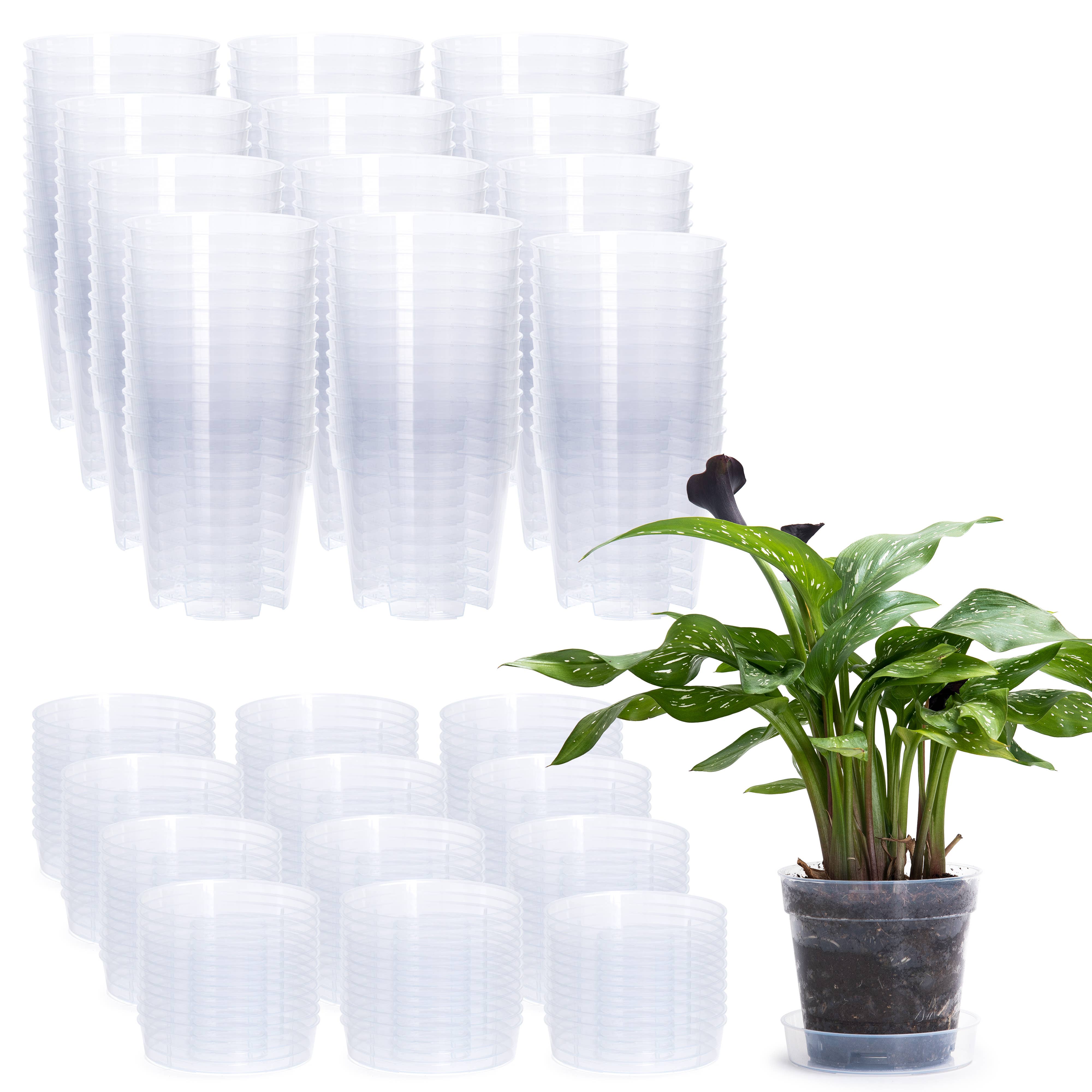 D'VINE DEV - Wholesale Plant Pot - Clear Nursery Pot with an Interlocking Saucer, 6" X 5.5"2