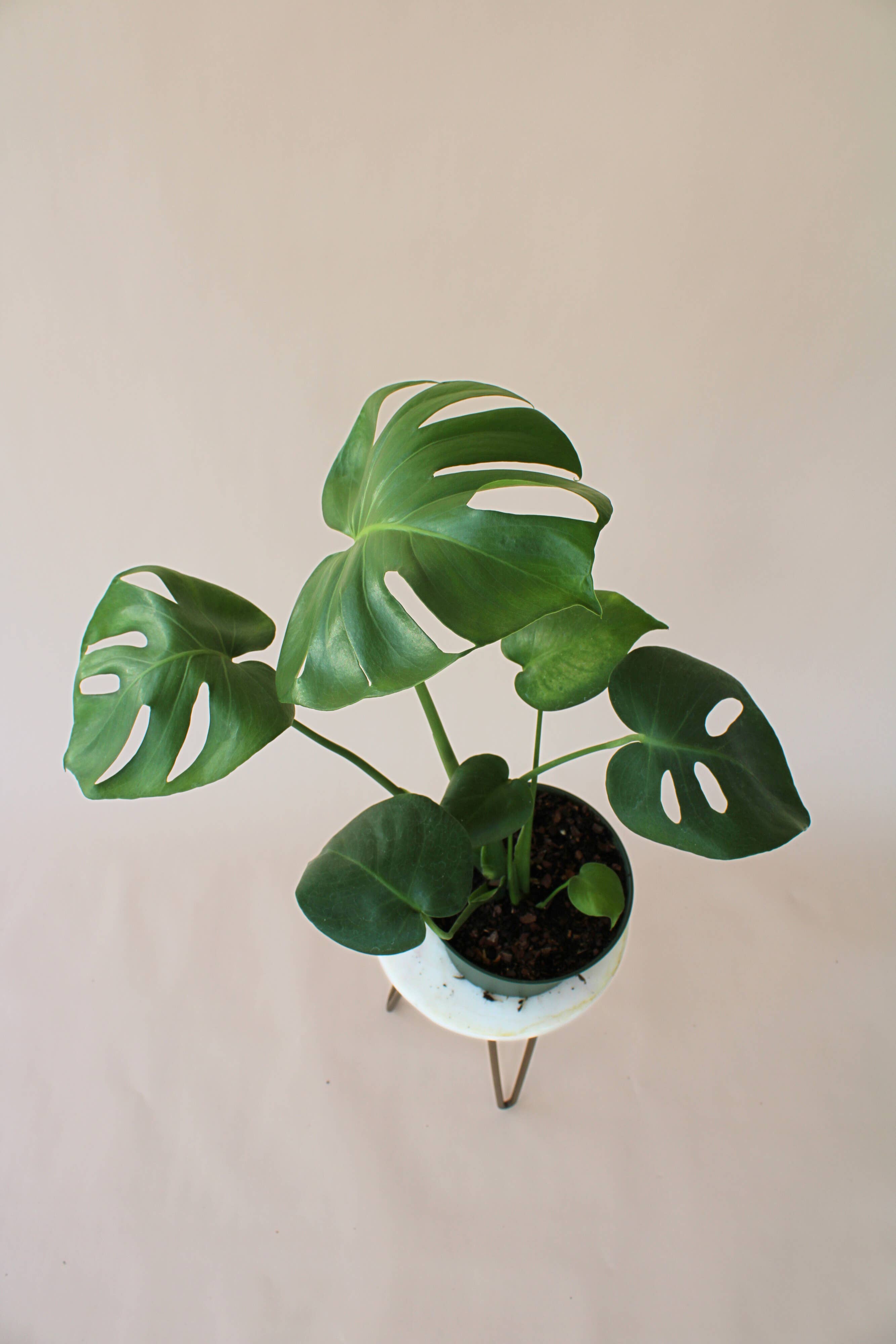 Hidden Valley Ranch & Nursery Inc - Wholesale Live Plant - 6" Monstera Deliciosa **Please see description**