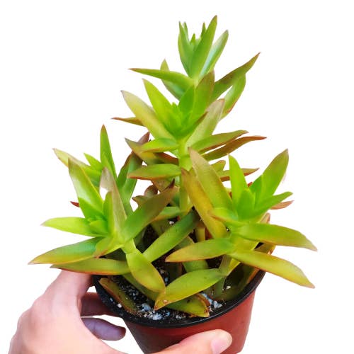 Best Plant Friend - Wholesale Succulent - Crassula Capitella Campfire - Live Succulent in 2in/4in Pot