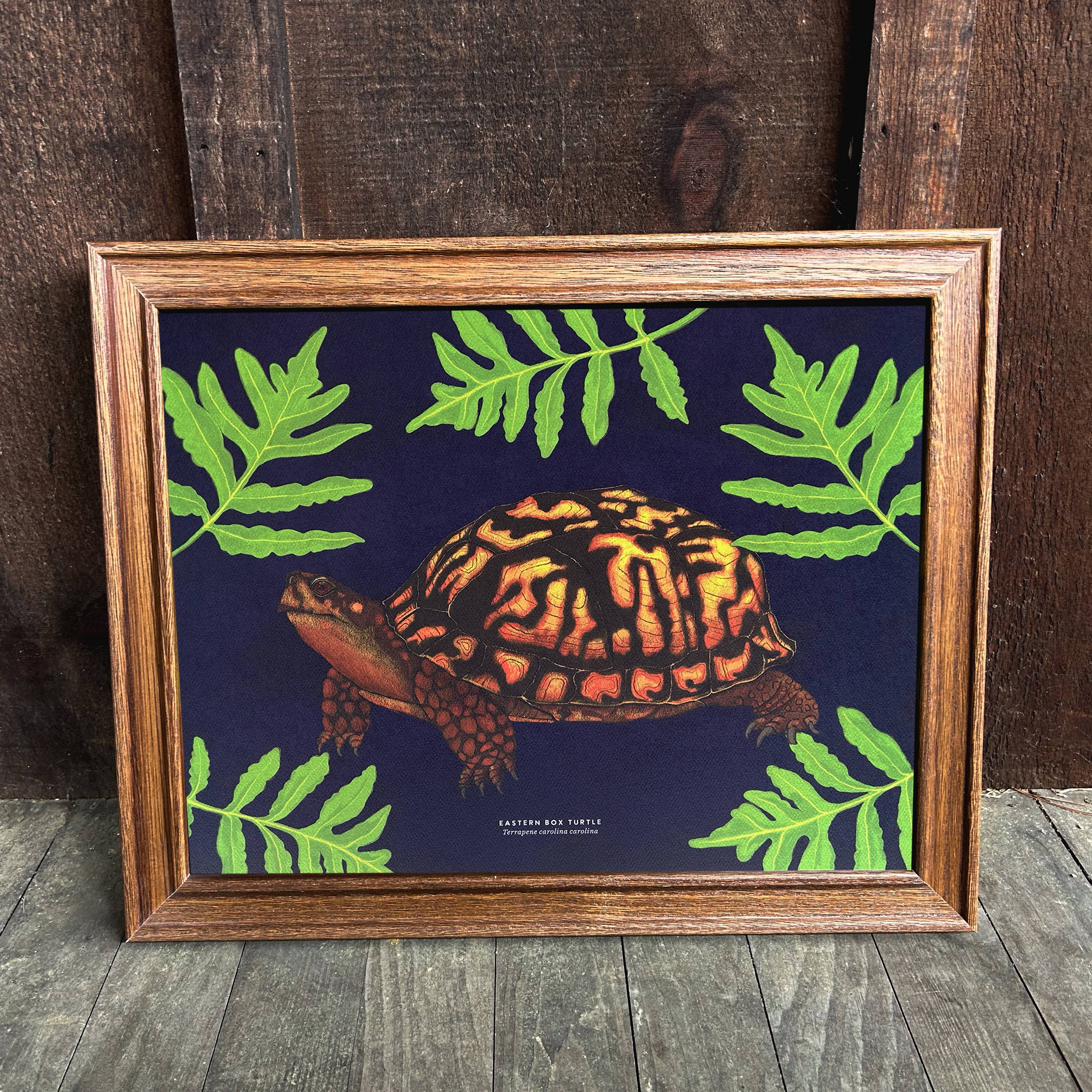 Moss and Mineral - Wholesale Art Print - Eastern Box Turtle, Scientific Illustration Botanical Print7