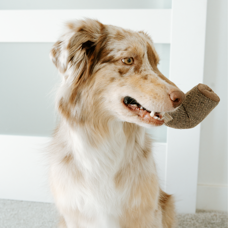 Lambwolf Collective - Wholesale Pet Toy Set - Dog - DALI//Surrealist Snuffles/ENRICHMENT DOG TOY 3