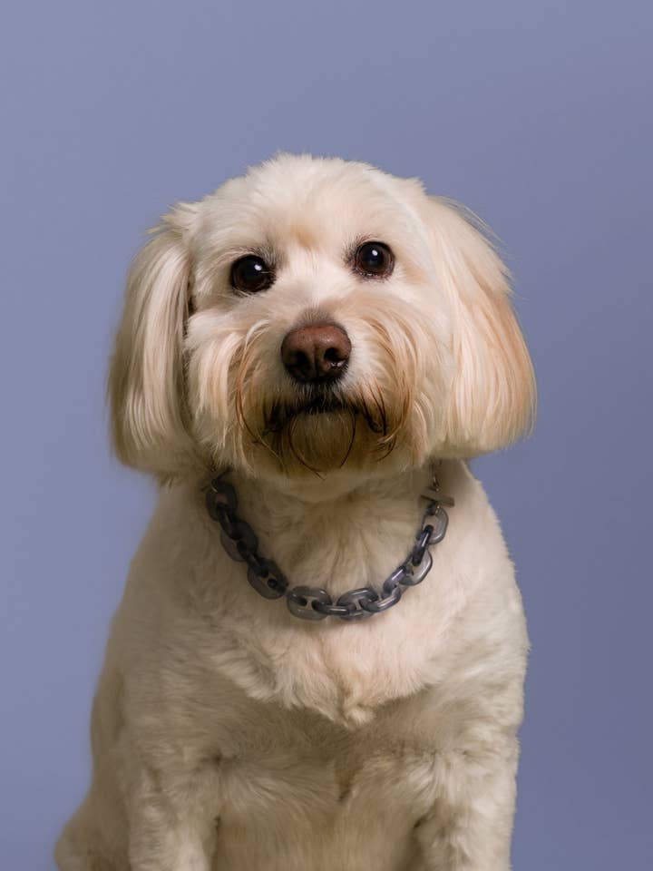 GLIEDERKETTE AUS HARZ für den Großhandel von BAND OF HEARTBREAKERS