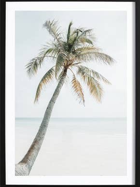 Férias de Palm por atacado de Wallified