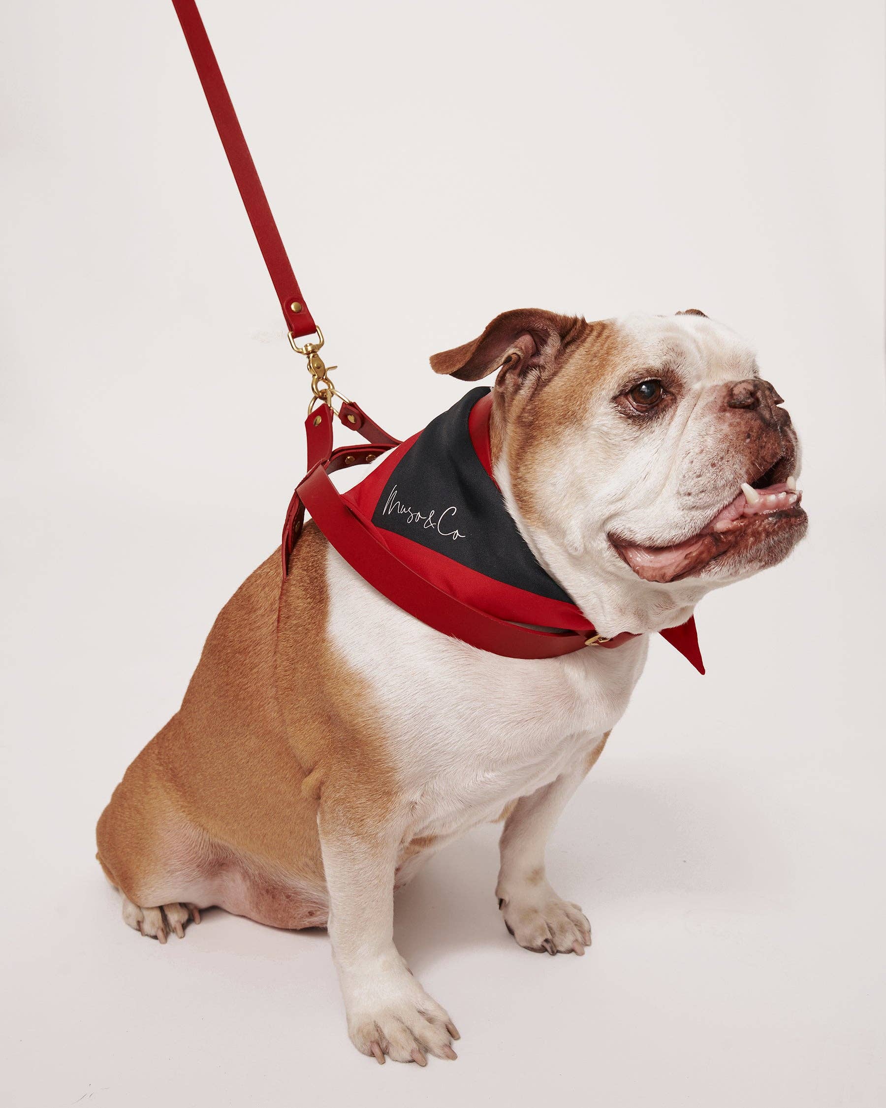 Muso & Co – Großhandel Haustiergeschirr – Hund – Klassisches Geschirr aus pflanzlich gegerbtem Leder1