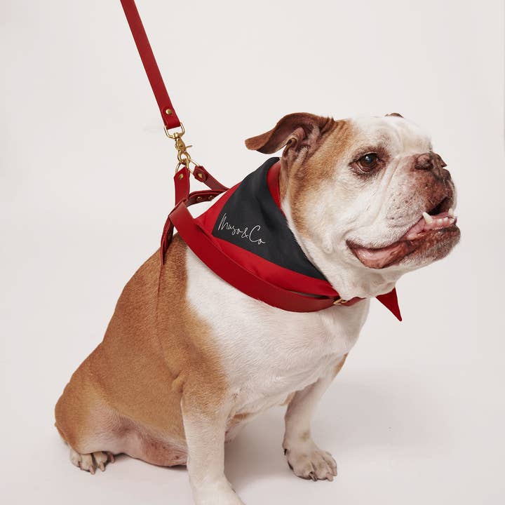 Muso & Co – Großhandel Haustiergeschirr – Hund – Klassisches Geschirr aus pflanzlich gegerbtem Leder1