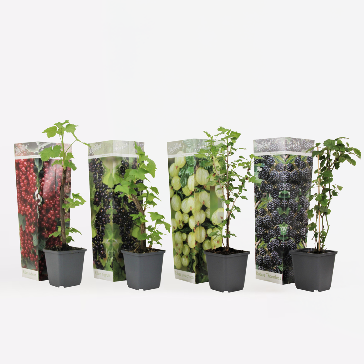 Oasis of Life - Wholesale Live Plant - Berry Plants – 4 Plants Rubus, Rubrum, Uva, Fructosus – Mix of Currants, Blackberries & Gooseberries – Fruit Plants for Garden & Balcony – Easy Care & Hardy – Height 25–40cm – Ø9cm0