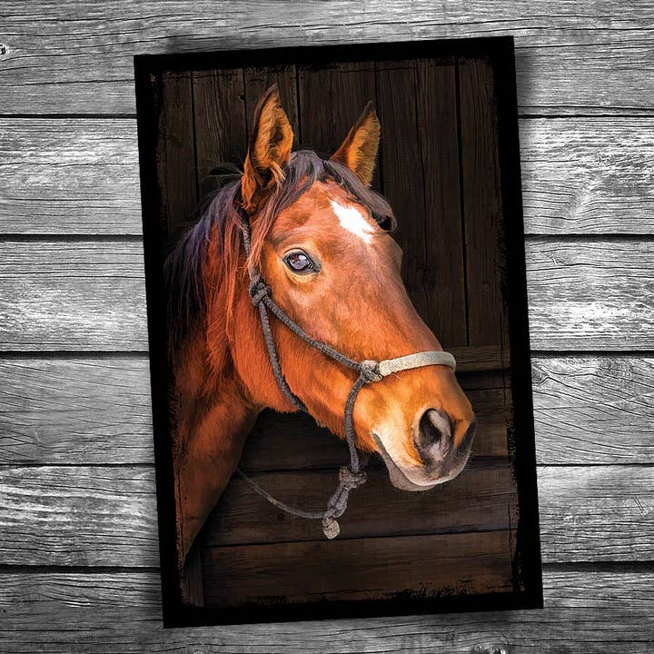 Horse Postcard for wholesale by Christopher Arndt Postcard Co.