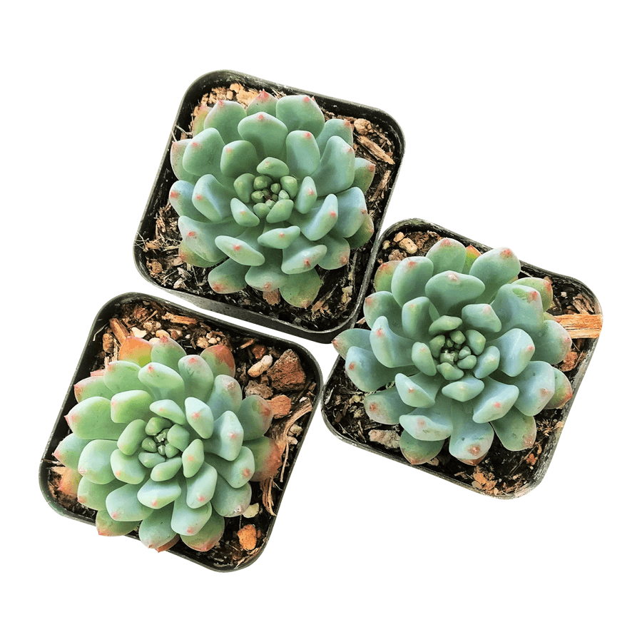 Best Plant Friend - Wholesale Succulent - Echeveria Sedeveria Blue Elf - 2in/4in Live Succulent Plant11