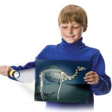 Qu'y a-t-il à l'intérieur des animaux – Fournitures d'apprentissage pratiques pour la vente par Roylco