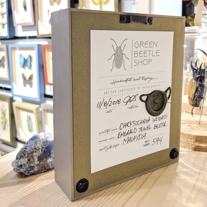 Green Beetle Shop - Wholesale Wall Accent - Mother-of-Pearl Butterfly Shadowbox