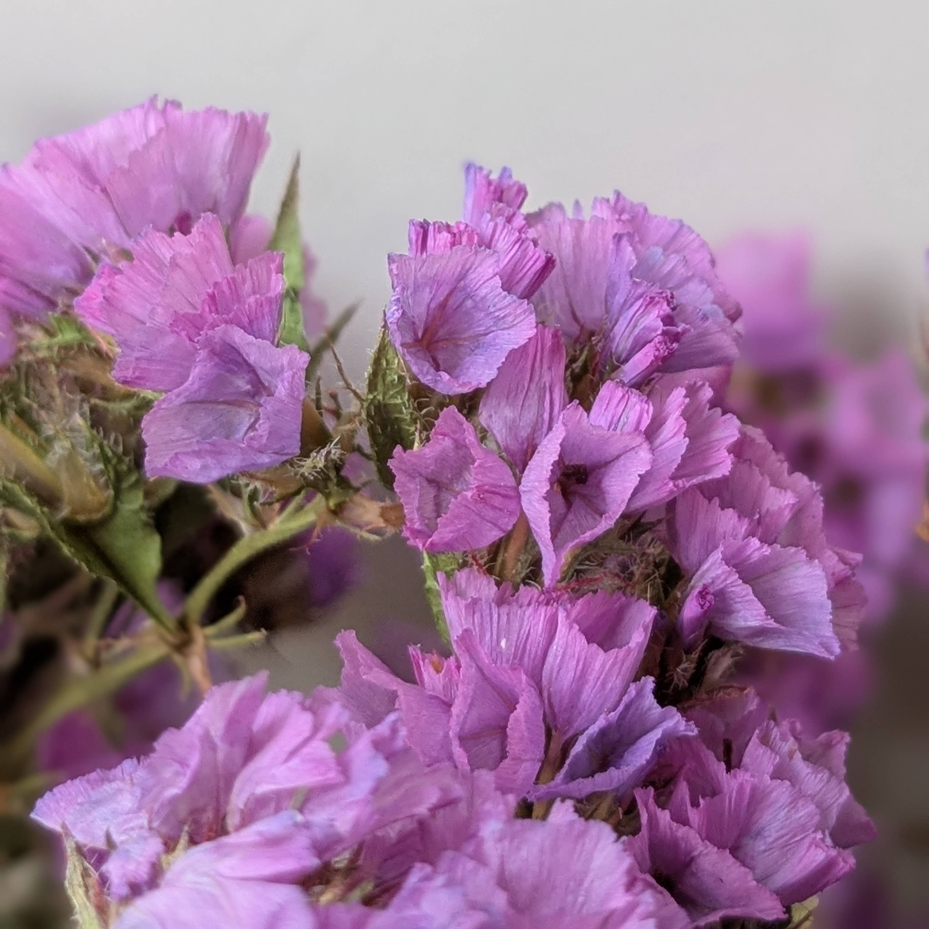 Daisy Gifts Ltd – wholesale Dried/pressed flowers – Lilac Statice Dried Flowers Bunch - Lavender Colour Limonium1