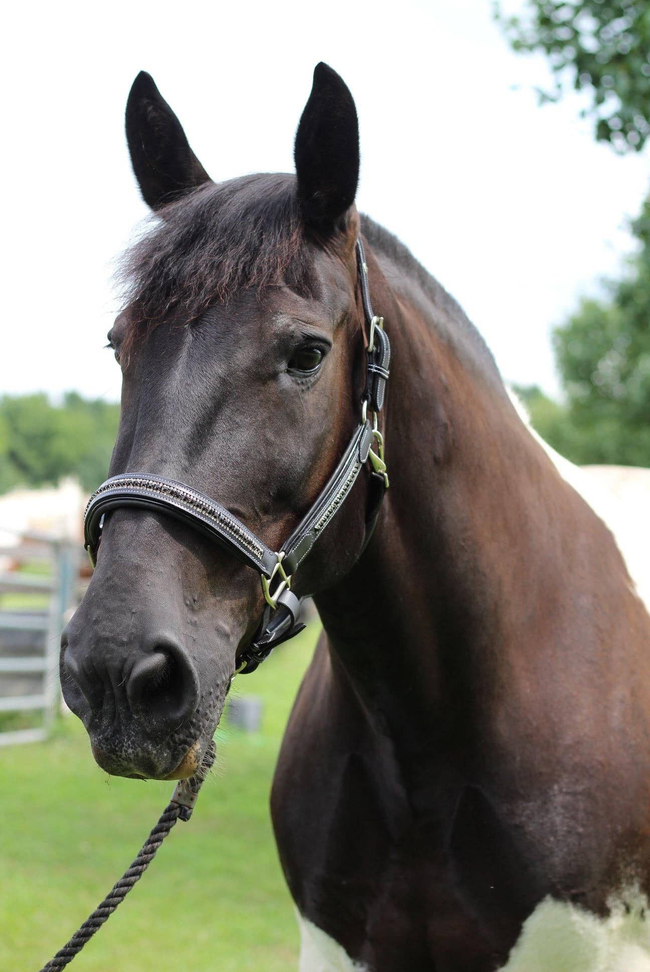 JPC Equestrian - Wholesale Horseback Riding Gear - Henri de Rivel Padded Jewel Halter - Horseback Riding Gear4