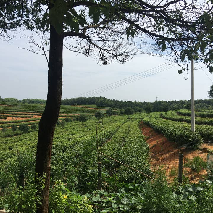 2013 Small Tree Pu' Er - Rare Tea for wholesale by CHASH The Fine Tea Co