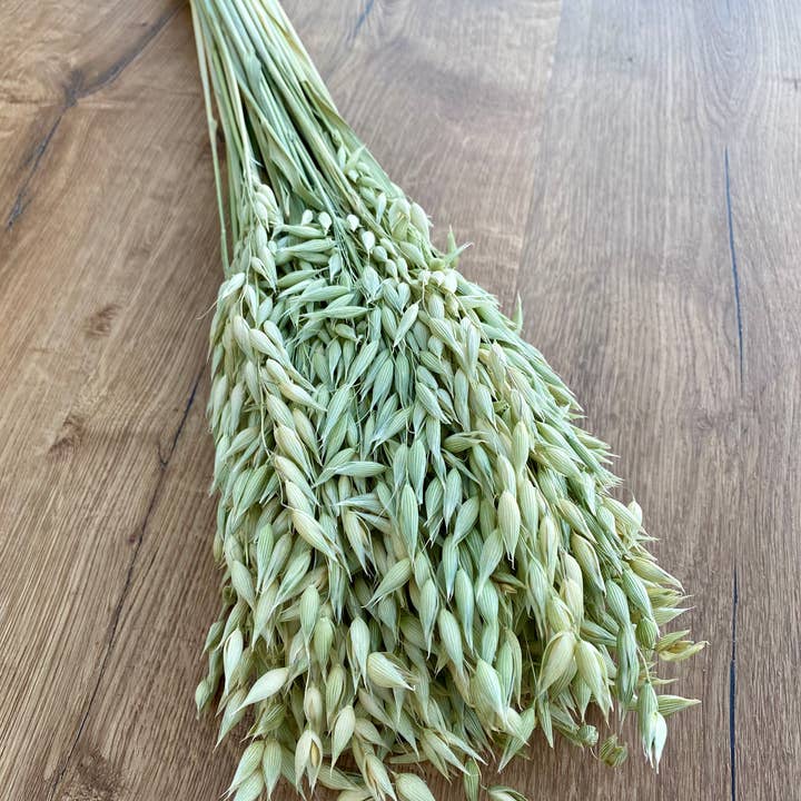 Lovejoy Farms Premium Dried Flowers - Wholesale Dried/Pressed Flowers - Avena (Oats)
