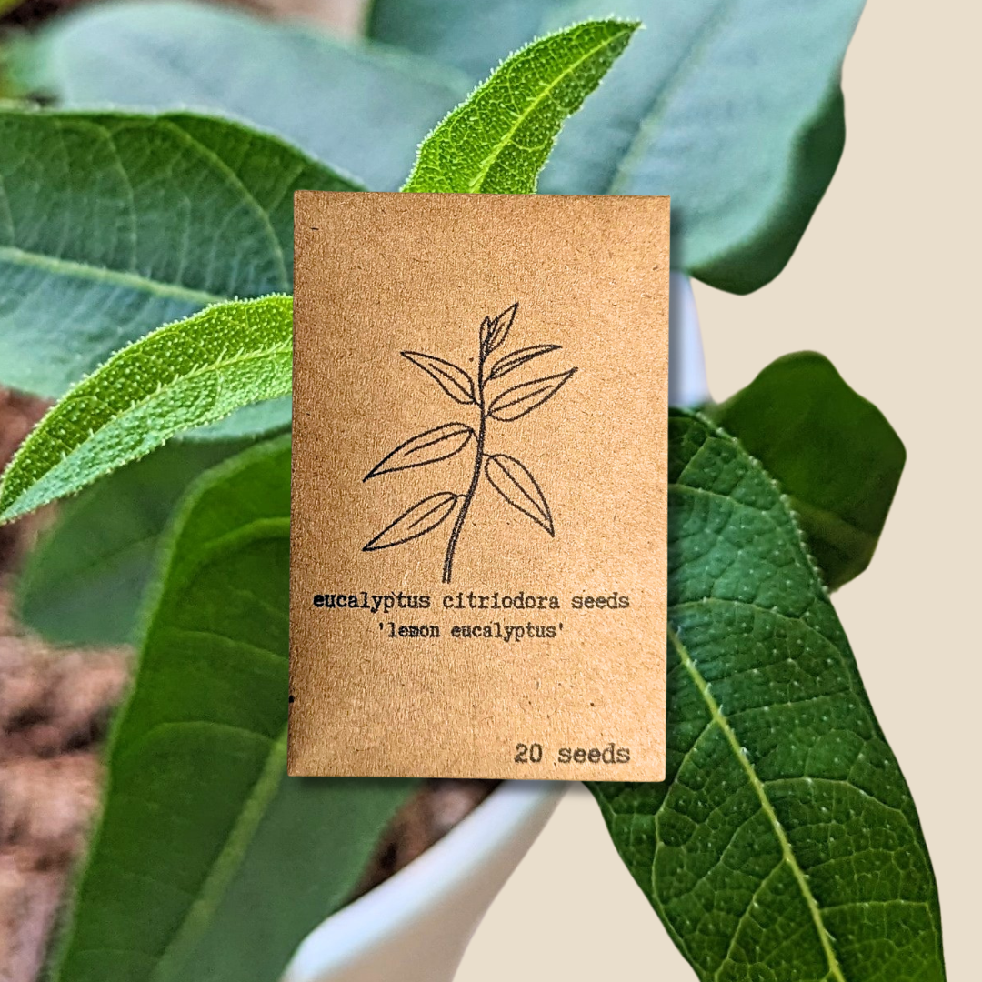 Plantflix - Vente Graines de plantes - Graines de plantes d'intérieur et de plantes tropicales12