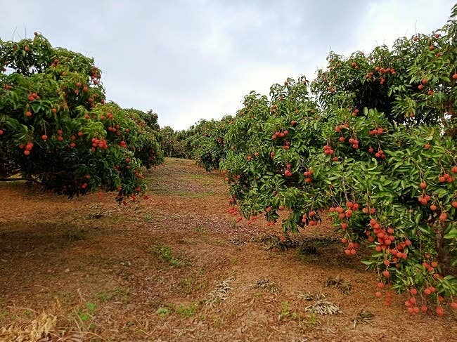 OhFresh Brands - Wholesale Fruit Juice - OhFresh Juice Lychee 500 ml (12pk)7