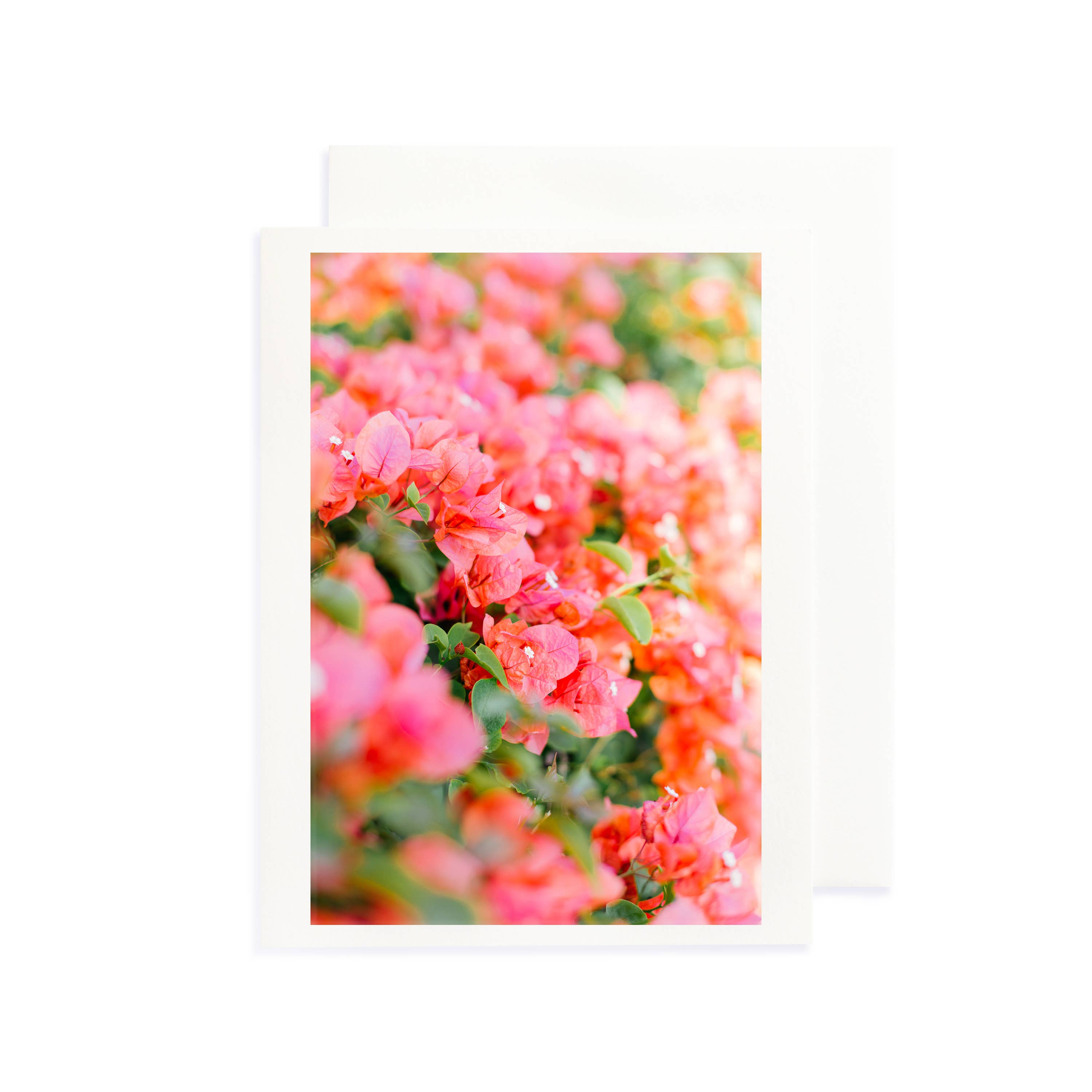 Sea Light Print Shop - Wholesale Everyday Greeting Card - Bougainvillea Greeting Card