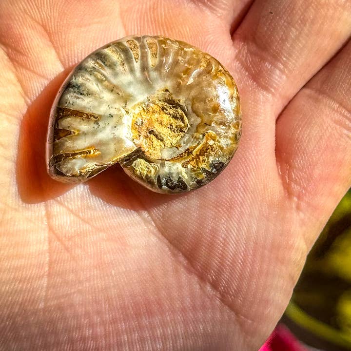 Mandala Gems - Wholesale Decorative Tabletop Object - Fire Ammonite Shell Fossil, Fire Ammonite, Fossil Decor, Natural Art, Decorative Fossils, Ammonite Fossil