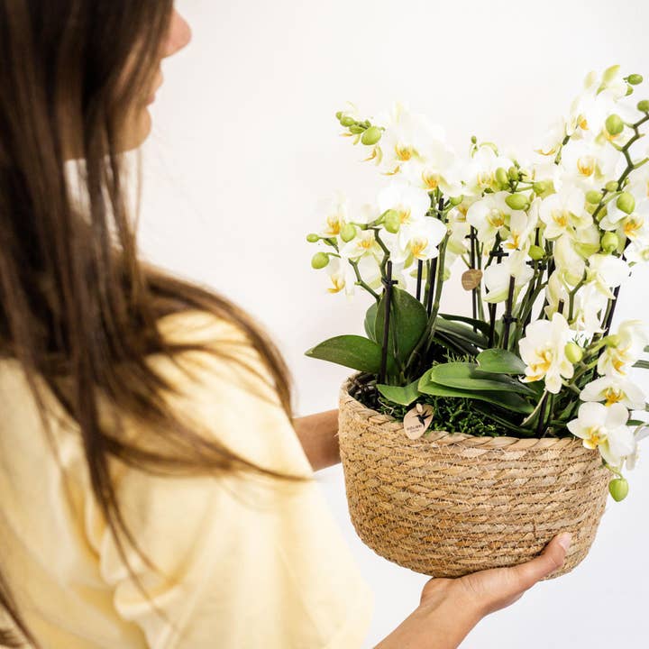 Oasis of Life - Wholesale Live Plant - White plant set in reed basket – 3 Lausanne orchids & 3 green plants "Jungle Bouquet White" – Ø9cm – With self-sufficient water tank – Elegant flower arrangement for home & office – Easy-care & durable4