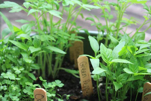 Backyard Safari Company - Wholesale Plant Seeds - Little Pizza Garden Grow Kit3