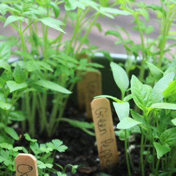 Backyard Safari Company - Wholesale Plant Seeds - Little Pizza Garden Grow Kit3