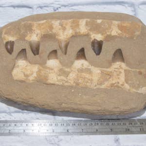Cold River Mining - Wholesale Decorative Tabletop Object - LARGE MOSASAURS JAW WITH 8 TEETH IN MATRIX1