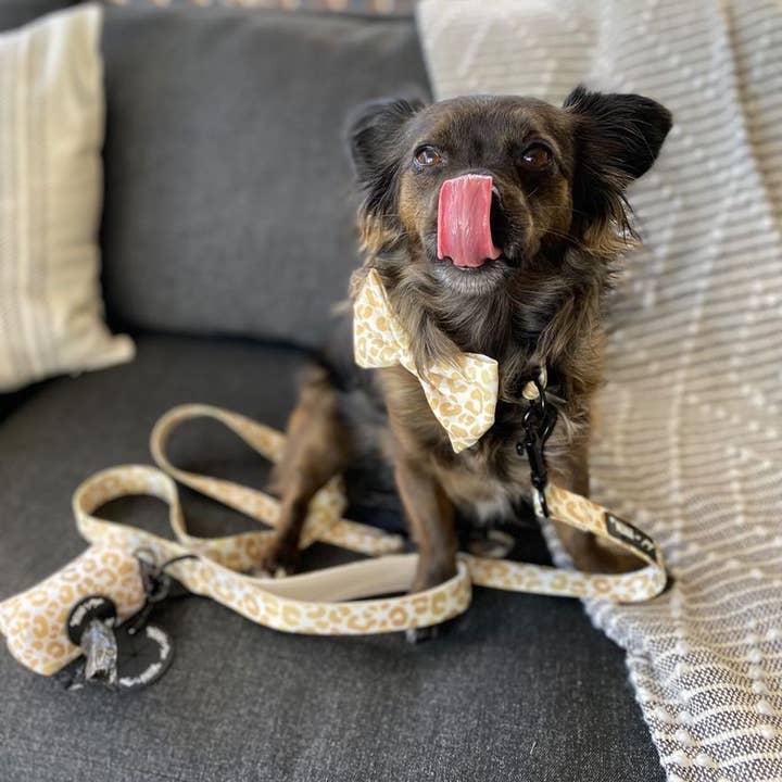 Mina + Pup - Wholesale Pet Bow Tie - Cat/Dog - You're So Golden Bow Tie for Dogs and Cats