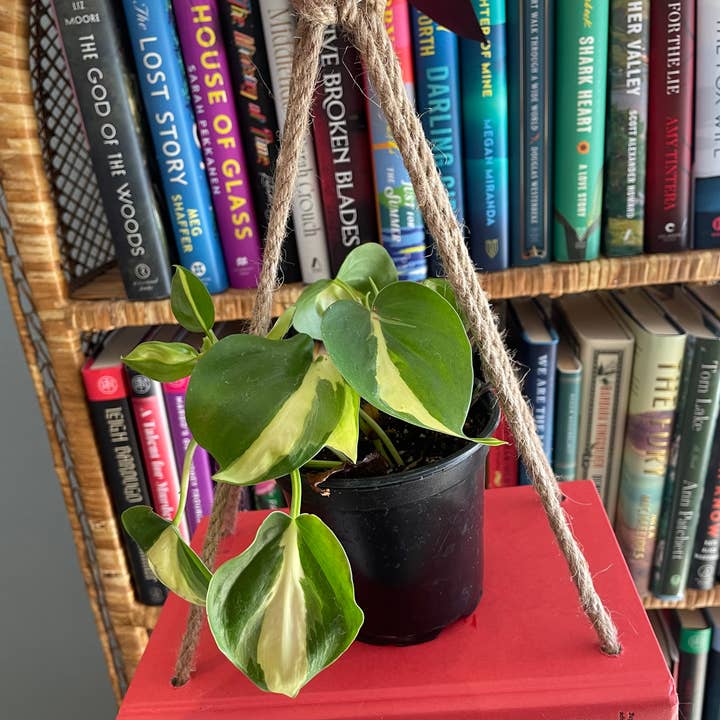 The Cactus Bros - Wholesale Hanging Planter - Book Planter2