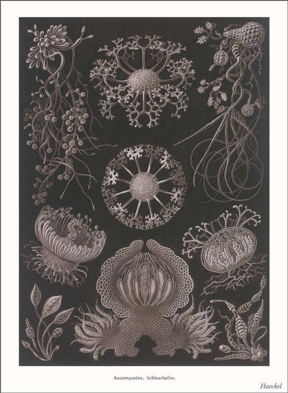 Found Image Press - Wholesale Stationery/Notecard Set - Greeting Card SE-158 Ascomycetes. Schlauchpilze0