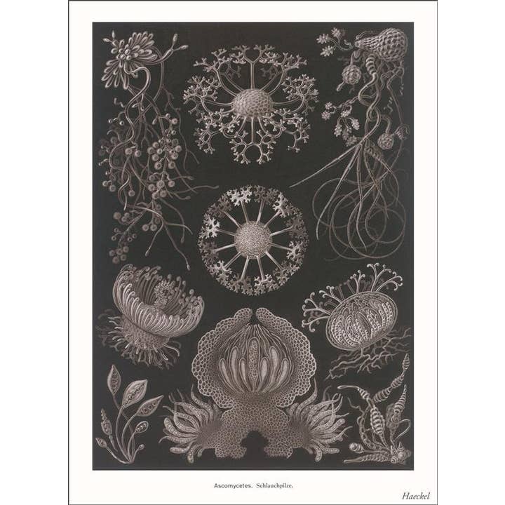 Found Image Press - Wholesale Stationery/Notecard Set - Greeting Card SE-158 Ascomycetes. Schlauchpilze