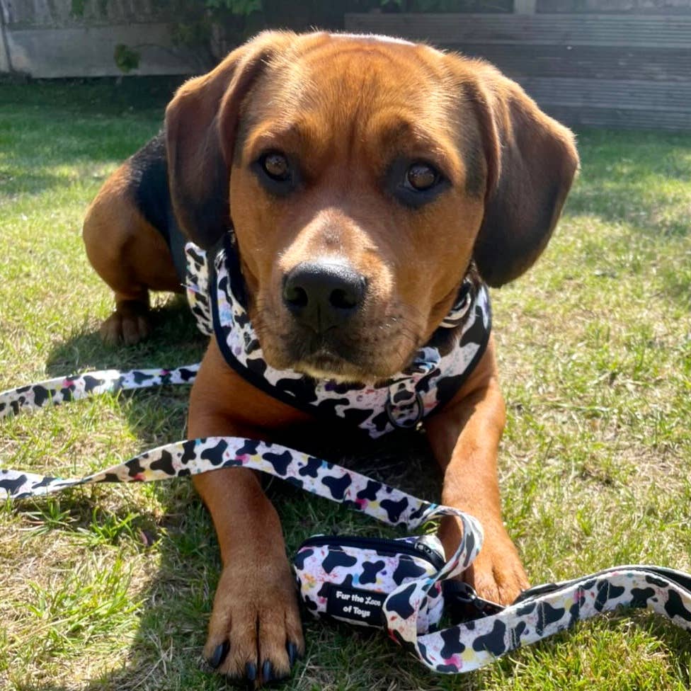 Fur the Love of Toys - Wholesale Pet Leash - Dog - Pawcowso Dog Lead Leash Cow Print2