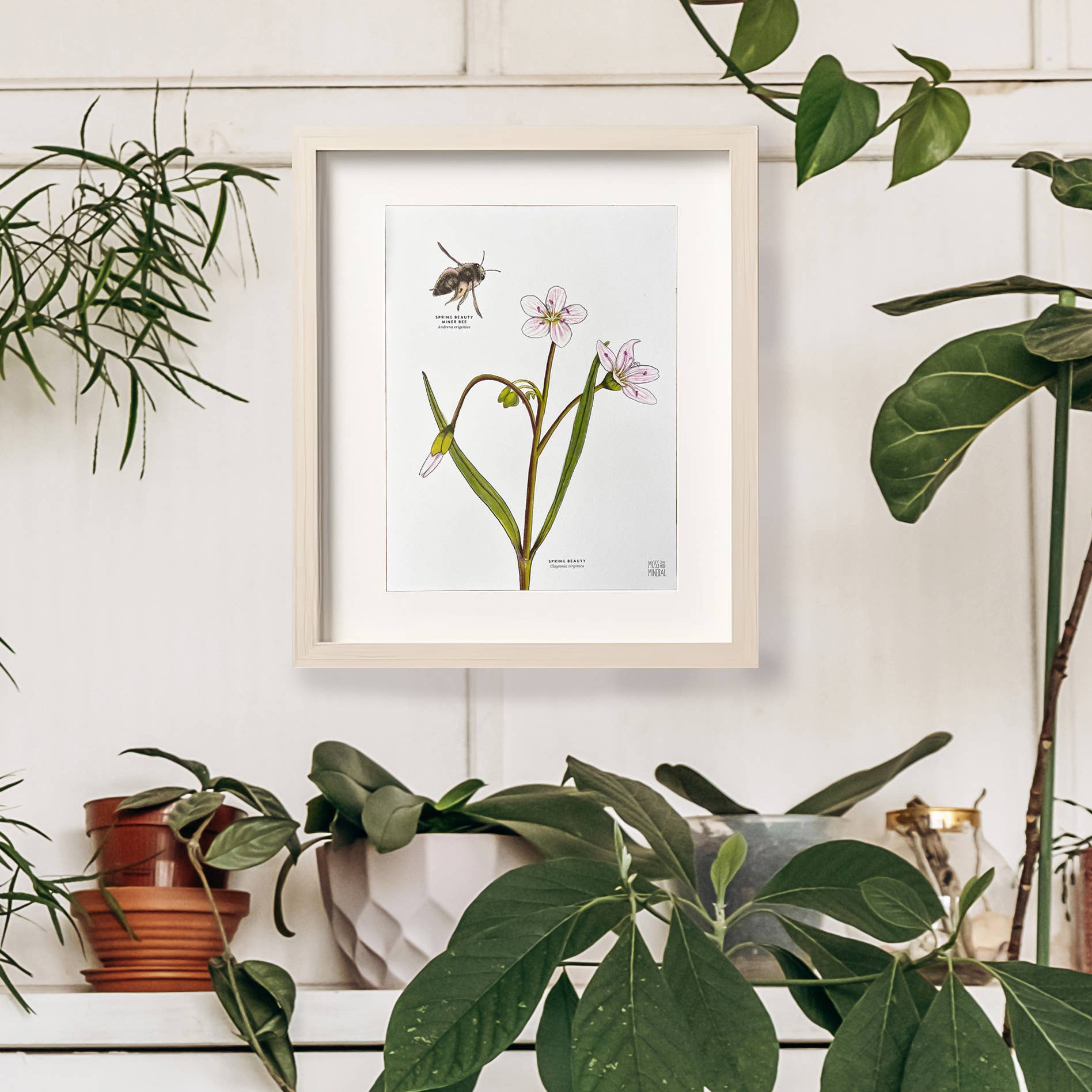 Moss and Mineral - Wholesale Art Print - Spring Beauty Bee and Flower, Botanical Illustration3
