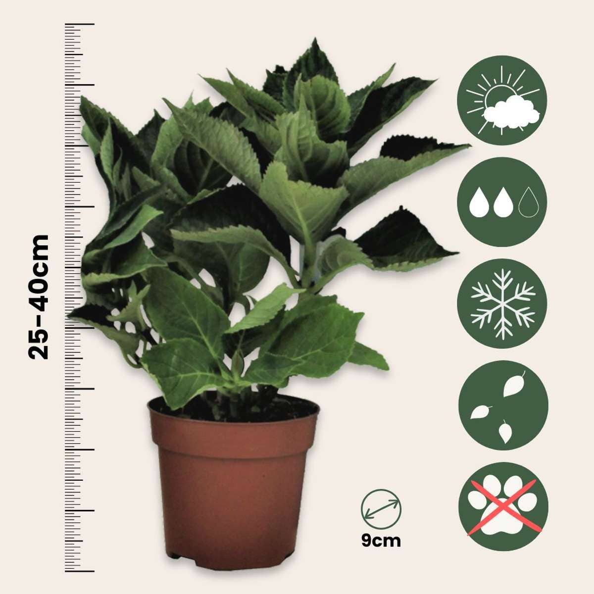 Oasis of Life - Vendita all'ingrosso Piante vive - Ortensia Hydrangea – 3 piante – Hydrangea macrophylla Teller 'Nizza' – Altezza 25–40cm – Ø9cm – Ortensia blu con grandi infiorescenze – Resistente al freddo & facile da curare – Per giardino, aiuola & vaso2